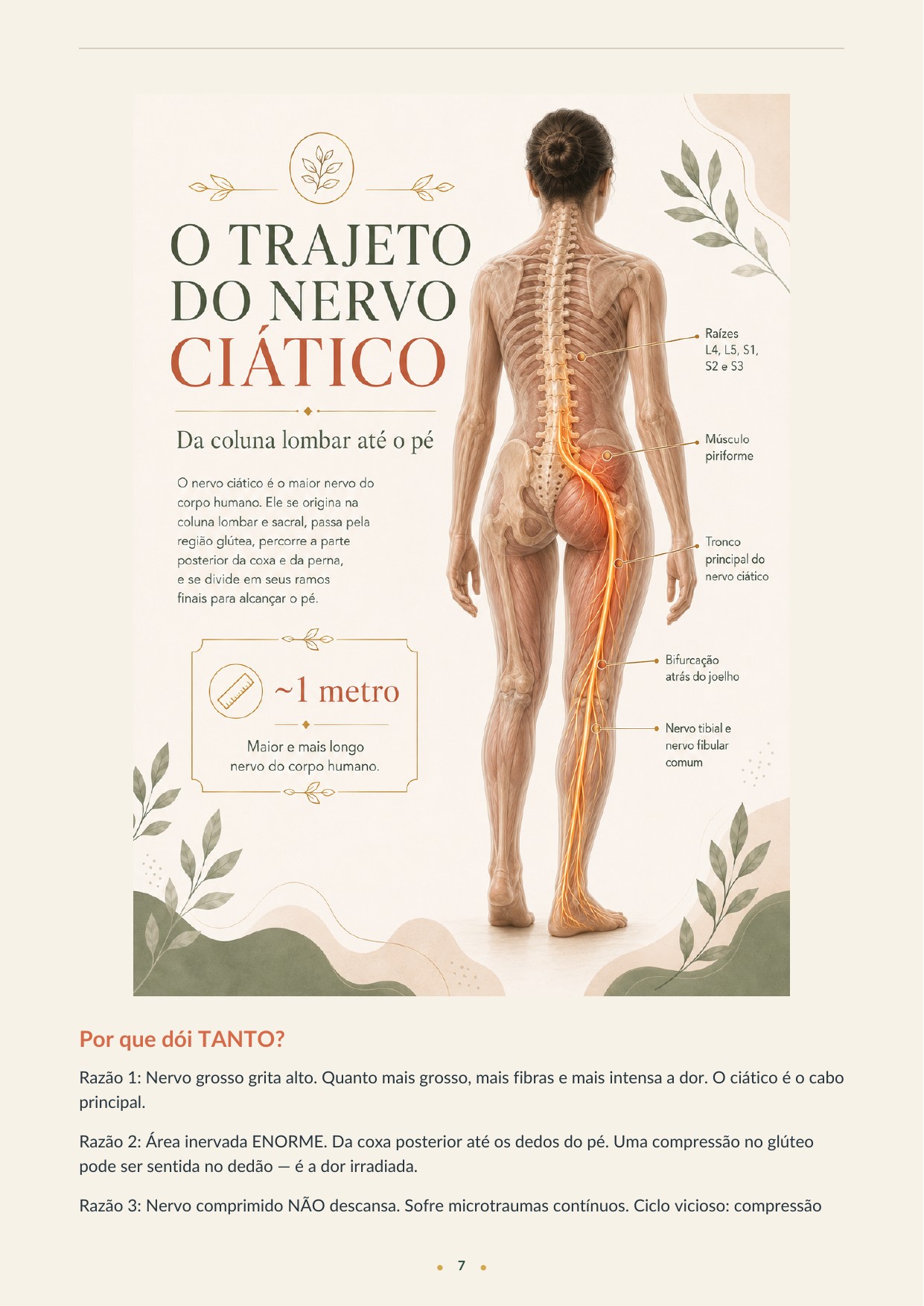 Trajeto do nervo ciático
